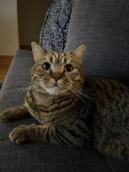 Lost Male Cat last seen McCarthy Road, Lemont, IL 60439