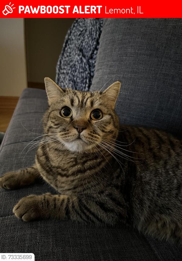 Lost Male Cat last seen McCarthy Road, Lemont, IL 60439