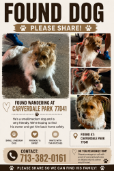 Found/Stray Male Dog last seen Carverdale Park, Houston, TX 77041