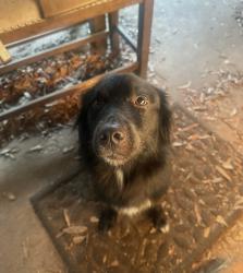 Reunited Female Dog last seen Dalraida Place, Montgomery, AL 36109