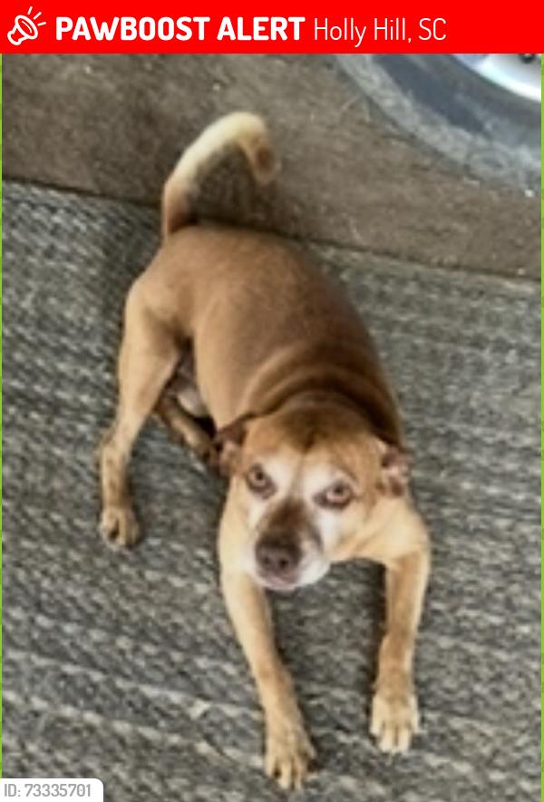 Lost Male Dog last seen Mims lake road, Holly Hill, SC 29059