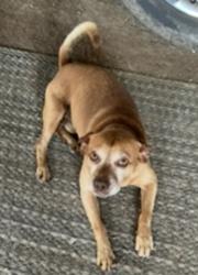Lost Male Dog last seen Mims lake road, Holly Hill, SC 29059