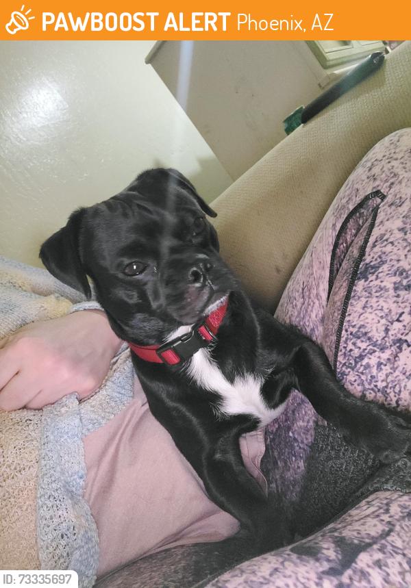 Found/Stray Male Dog last seen 25th st and Greenway road., Phoenix, AZ 85032