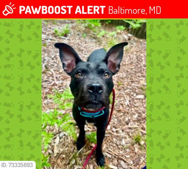 Lost Male Dog last seen Near W 23rd Street, Baltimore, MD 21211