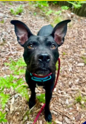 Lost Male Dog last seen Near W 23rd Street, Baltimore, MD 21211