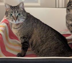 Lost Female Cat last seen Ashprington Ln and Ashprington Cove, Austin, TX 78754