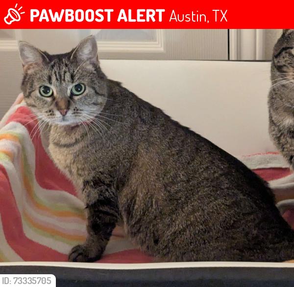 Lost Female Cat last seen Ashprington Ln and Ashprington Cove, Austin, TX 78754