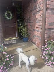 Reunited Unknown Dog last seen Highway 6 and bissonett, Houston, TX 77083