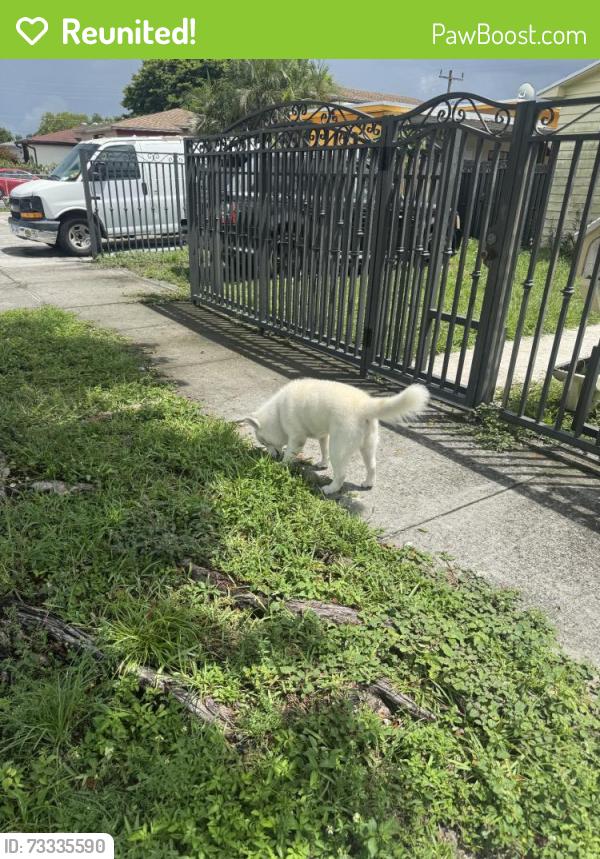 Reunited Male Dog last seen Near E 20th St, Hialeah, FL 33010, USA, Hialeah, FL 33010