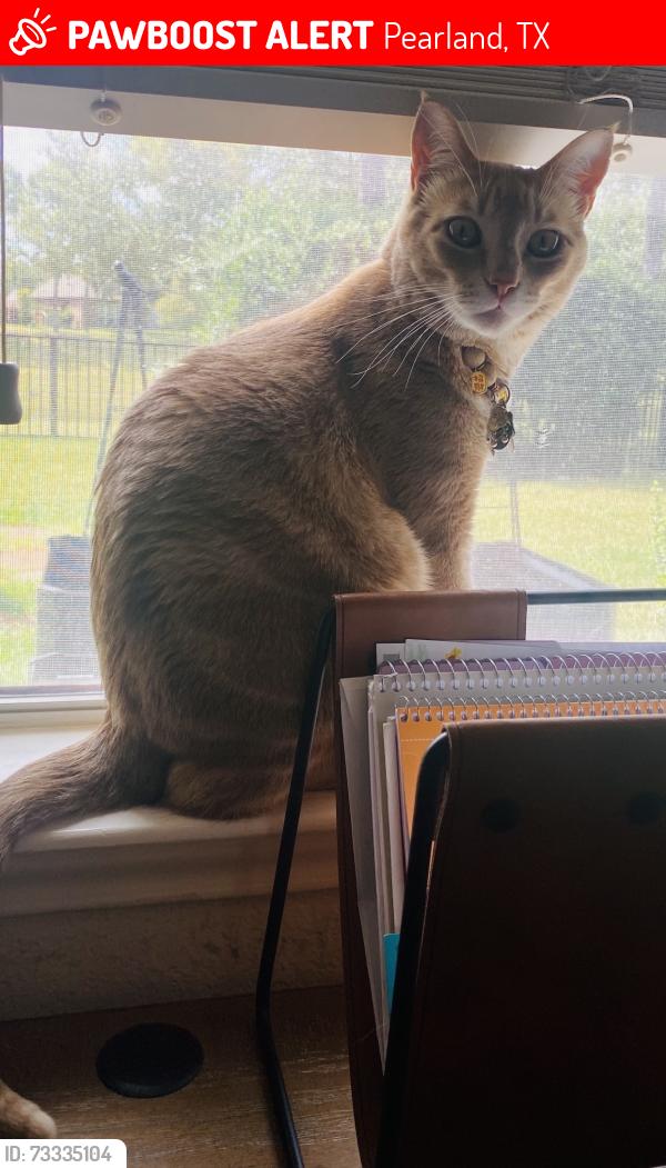 Lost Male Cat last seen Short Springs Dr in Shadow creek ranch, Pearland, TX 77584