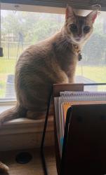 Lost Male Cat last seen Short Springs Dr in Shadow creek ranch, Pearland, TX 77584