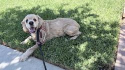 Found/Stray Unknown Dog last seen Highland and Richman, Fullerton, CA 92835