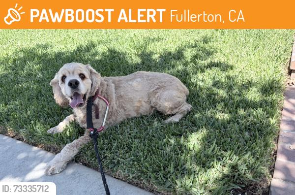 Found/Stray Unknown Dog last seen Highland and Richman, Fullerton, CA 92835