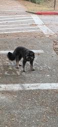Found/Stray Male Dog last seen Cochrans crossing near Good Shepherd, The Woodlands, TX 77381