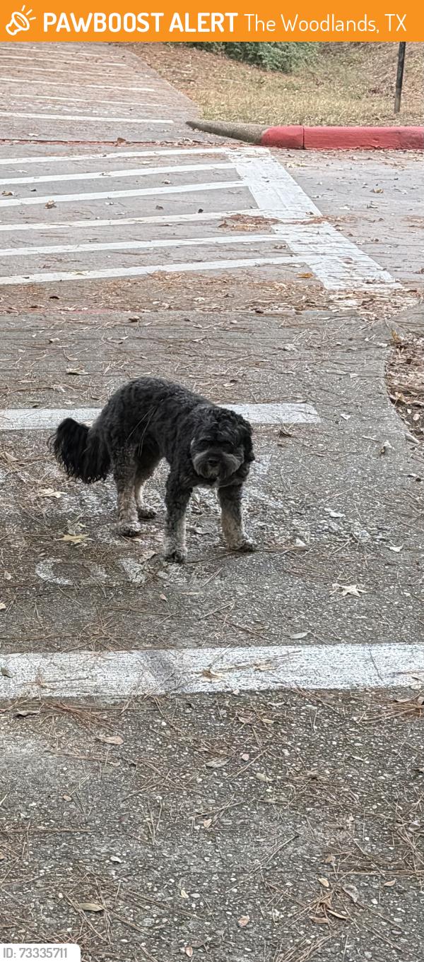 Found/Stray Male Dog last seen Cochrans crossing near Good Shepherd, The Woodlands, TX 77381