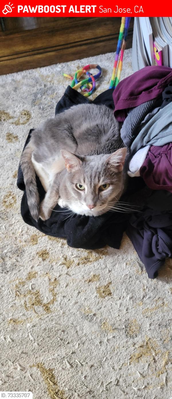 Lost Female Cat last seen Solano Drive and Dondero Way, San Jose, CA 95119