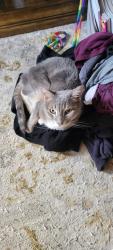 Lost Female Cat last seen Solano Drive and Dondero Way, San Jose, CA 95119