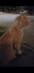 Found/Stray Unknown Cat last seen San Marino and Alton, Irvine, CA 92614