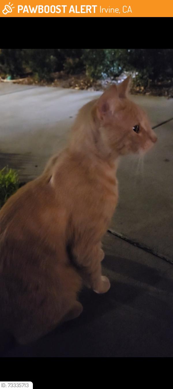 Found/Stray Unknown Cat last seen San Marino and Alton, Irvine, CA 92614