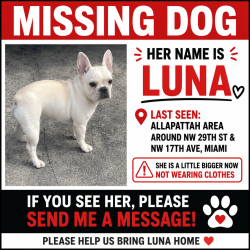 Reunited Female Dog last seen Nw 17th ave, Miami, FL 33127