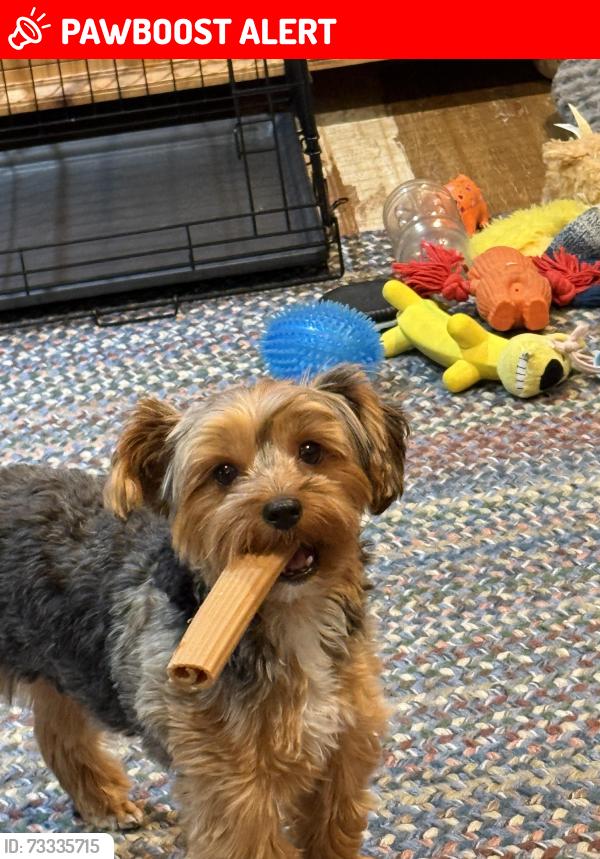 Lost Male Dog last seen Hwy185 & Covered Wagon Trail, McLennan County, TX 76638