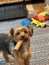 Lost Male Dog last seen Hwy185 & Covered Wagon Trail, McLennan County, TX 76638