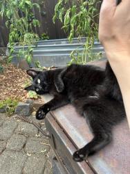 Reunited Female Cat last seen Near SE Brooklyn St. Portland OR, Portland, OR 97206