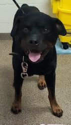 Shelter Stray Male Dog last seen Near Peacock Avenue, North Charleston, SC, 2455 Remount Rd, North Charleston, SC 29406, USA