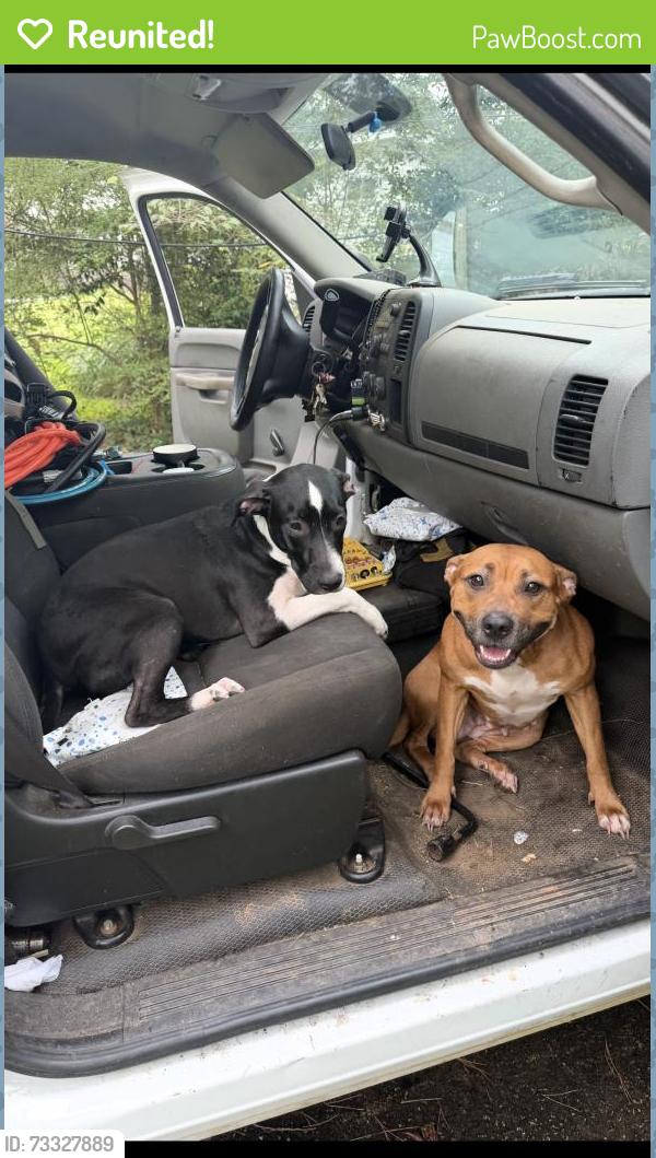 Reunited Female Dog last seen Near Gordon Rd Newnan, GA 30263 Estados Unidos, Newnan, GA 30263