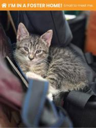 Shelter Stray Male Cat last seen Near Lyndhurt St Balt., MD 21229, 21229, MD, 2490 Giles Rd, Baltimore, MD 21225, USA