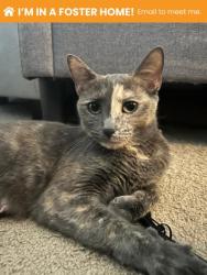 Shelter Stray Female Cat last seen Near Auchentoroly Terr., 21217, MD, 2490 Giles Rd, Baltimore, MD 21225, USA