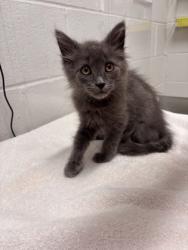 Shelter Stray Male Cat last seen Park Height Ave & Ulman Ave, 21215, MD, 2490 Giles Rd, Baltimore, MD 21225, USA