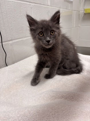 Shelter Stray Male Cat last seen Park Height Ave & Ulman Ave, 21215, MD, 2490 Giles Rd, Baltimore, MD 21225, USA