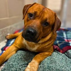 Shelter Stray Male Dog last seen Near White oak Circle, County/Unicorporated, NC, 1491 Business Park Ct, Gastonia, NC 28052, USA