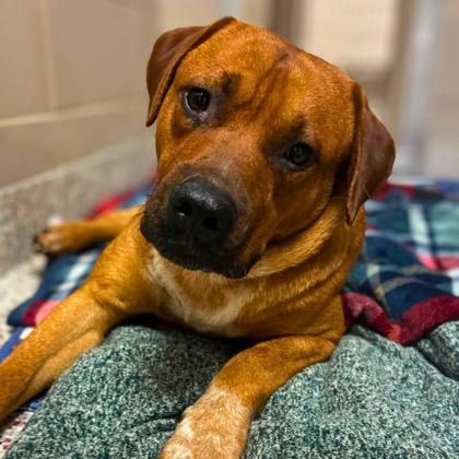 Shelter Stray Male Dog last seen Near White oak Circle, County/Unicorporated, NC, 1491 Business Park Ct, Gastonia, NC 28052, USA