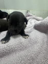 Shelter Stray Male Dog last seen Judson High School, Zone 3, TX, 8755 Farm to Market 1516, Converse, TX 78109, USA