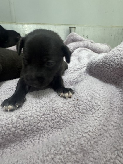 Shelter Stray Male Dog last seen Judson High School, Zone 3, TX, 8755 Farm to Market 1516, Converse, TX 78109, USA