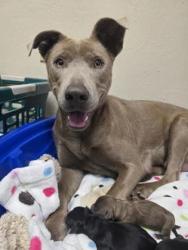 Shelter Stray Female Dog last seen Bonita St and Riverside Ave, Roseville City, CA, 200 Tahoe Ave, Roseville, CA 95678, USA