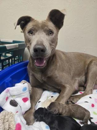 Shelter Stray Female Dog last seen Bonita St and Riverside Ave, Roseville City, CA, 200 Tahoe Ave, Roseville, CA 95678, USA