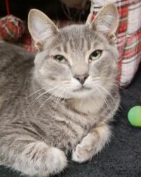 Shelter Stray Male Cat last seen Near S Mill Creek Rd, Hamilton County, IN, 10501 Hague Rd, Fishers, IN 46038, USA