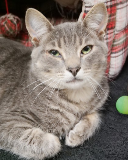 Shelter Stray Male Cat last seen Near S Mill Creek Rd, Hamilton County, IN, 10501 Hague Rd, Fishers, IN 46038, USA