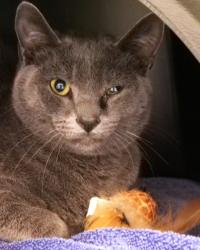 Shelter Stray Male Cat last seen Near S Mill Creek Rd, Hamilton County, IN, 10501 Hague Rd, Fishers, IN 46038, USA