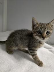 Shelter Stray Female Cat last seen Lorton, VA 22079, Ox Rd/Palmer Dr, Fairfax County, VA, 4500 West Ox Rd, Fairfax, VA 22030, USA