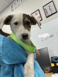 Shelter Stray Female Dog last seen S Lac Jac Ave & E Manning Ave, Parlier Zone Fresno CO 3 93648,, 1510 W Dan Ronquillo Dr, Fresno, CA 93706, USA