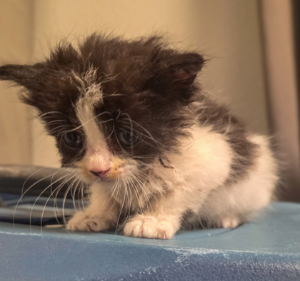 Shelter Stray Male Cat last seen CA-41 N & E McKinley Ave, Fresno Zone Fresno CO 2 93703, CA, 1510 W Dan Ronquillo Dr, Fresno, CA 93706, USA
