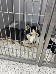 Shelter Stray Male Dog last seen Near Camelot Dr, Atlanta, GA, 1251 Fulton Industrial Blvd NW, Atlanta, GA 30336, USA
