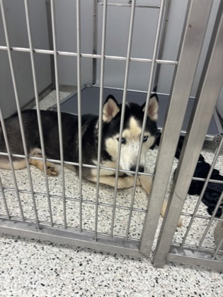 Shelter Stray Male Dog last seen Near Camelot Dr, Atlanta, GA, 1251 Fulton Industrial Blvd NW, Atlanta, GA 30336, USA