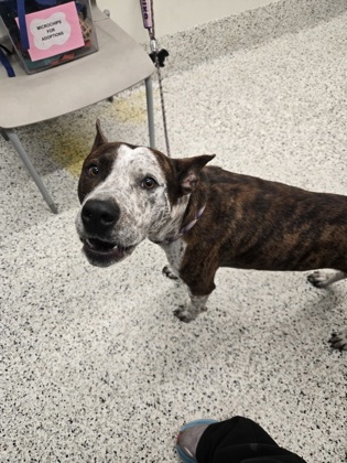 Shelter Stray Male Dog last seen Near Chicago Ave NW, Atlanta, GA, 1251 Fulton Industrial Blvd NW, Atlanta, GA 30336, USA