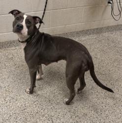 Shelter Stray Female Dog last seen Near Berkley Pkwy, 64120, 64120, MO, 7077 Elmwood Ave, Kansas City, MO 64132, USA
