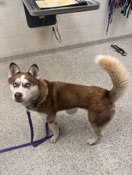 Shelter Stray Male Dog last seen Near N Church Road, 64157, MO, 7077 Elmwood Ave, Kansas City, MO 64132, USA